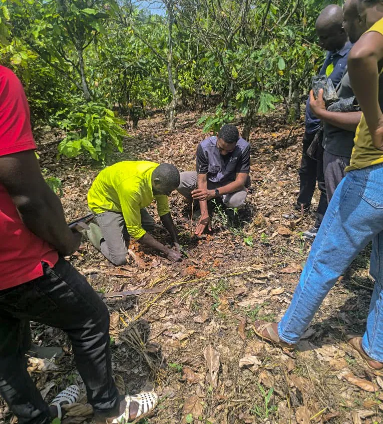 Plantation d’arbres par une équipe de terrain