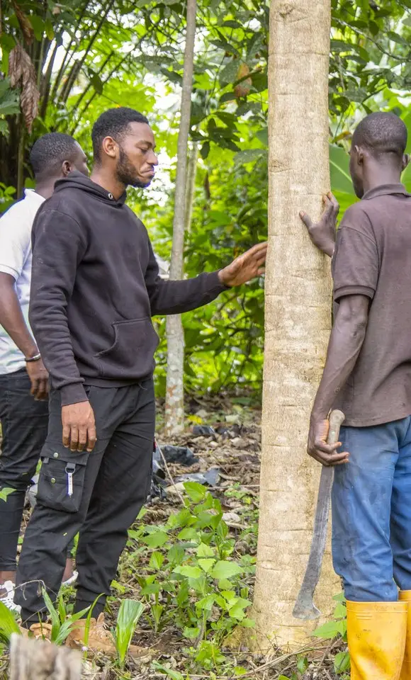 Techniciens mesurant le tronc d’un arbre dans une parcelle