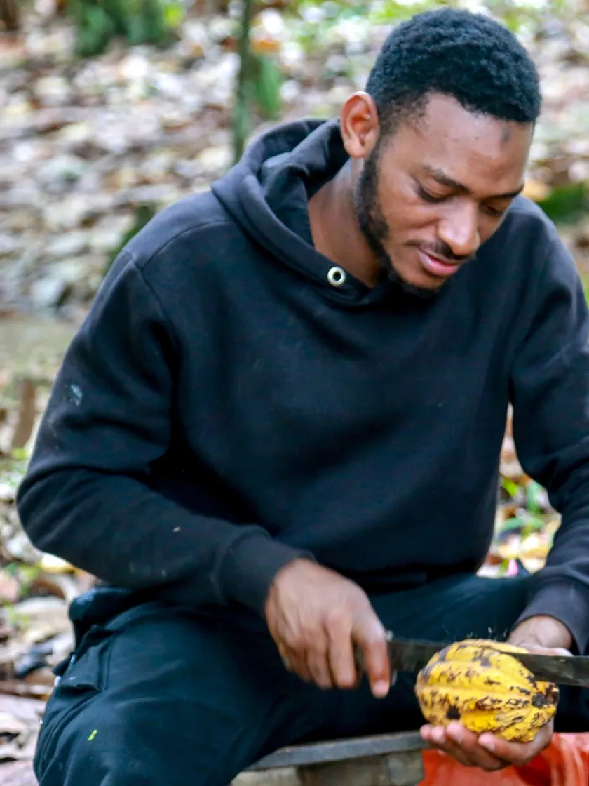 Un producteur ouvre une cabosse de cacao à la machette