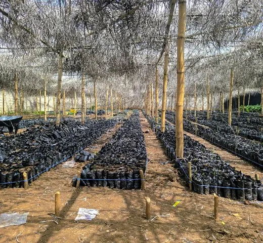Rangées de plants en sachets sous l’ombrière d’une pépinière